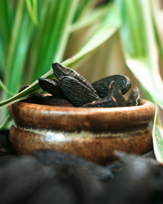 Fèves de tonka sauvage de Colombie dans un pot en grès artisanal avec feuillage en arrière-plan