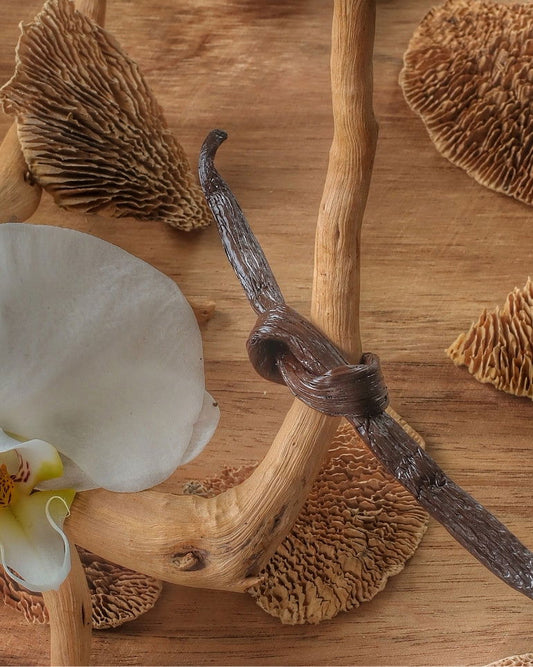 Gousses de Vanille Bourbon Gourmet 14-16 cm M - Vanilleaix