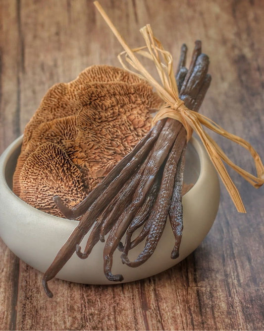 Gousses de Vanille Bourbon Gourmet 18-20 cm XL - Vanilleaix