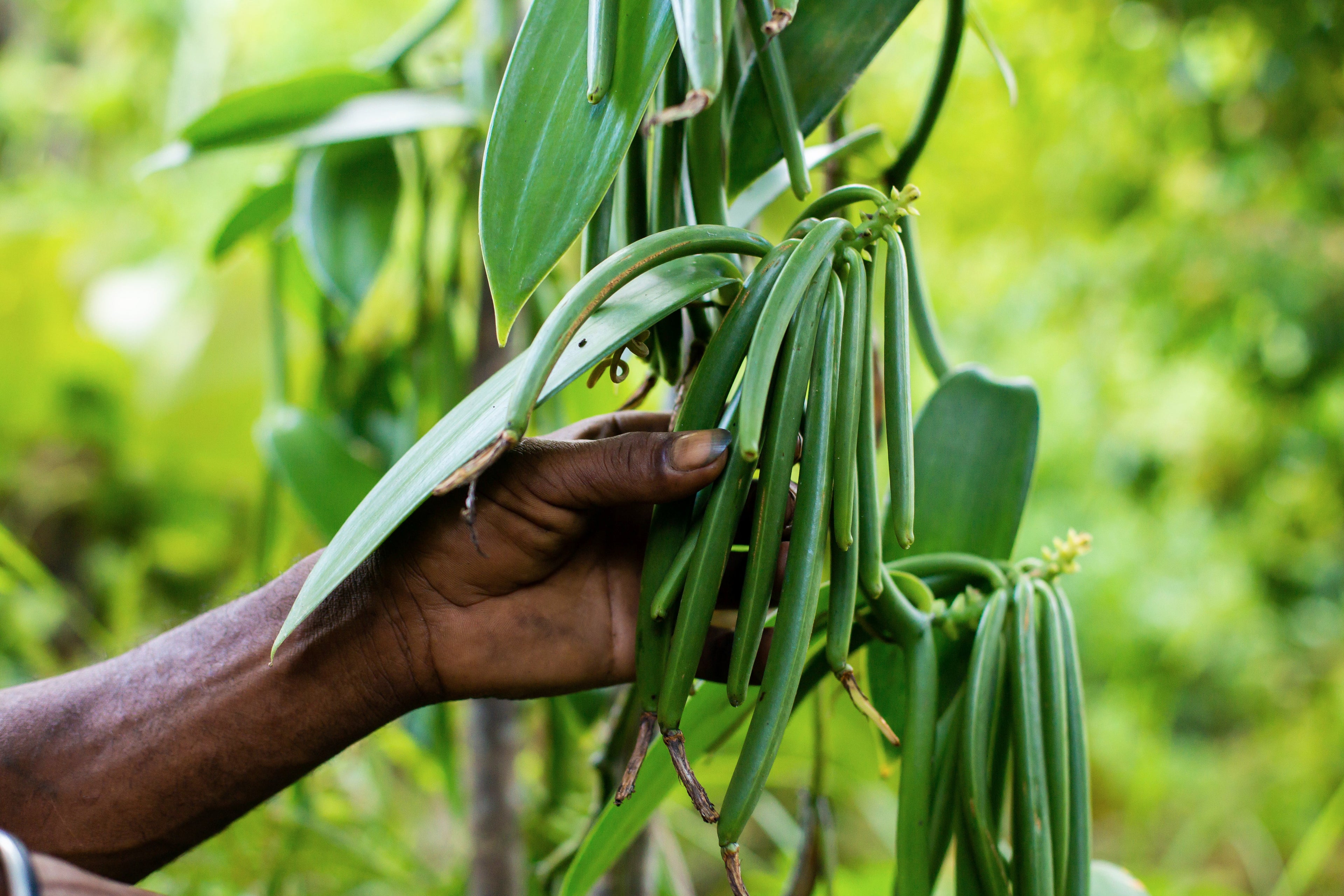 Vanille bourbon madgascar pureté sans produits chimiques