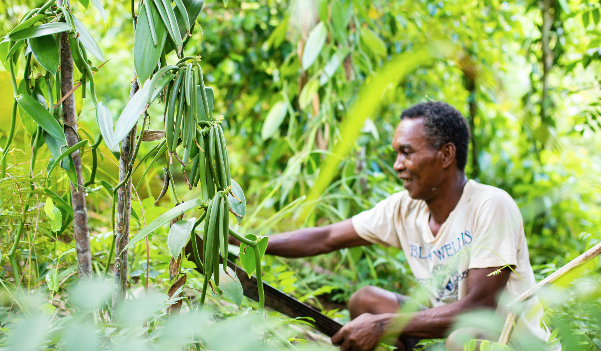 travailleur malgache dans les plantations de vanille