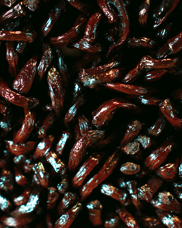 Gousses de vanille alignées en faisceaux