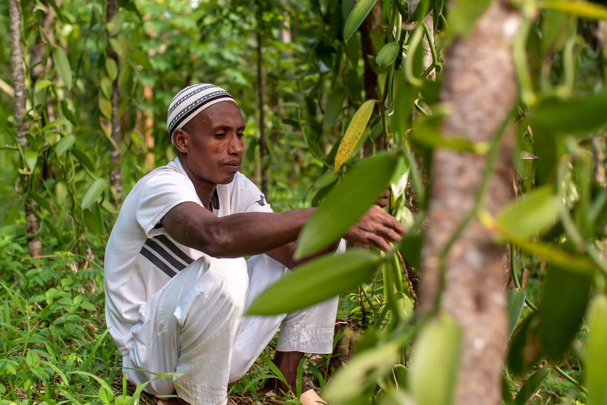 Cultivateur observant des gousses de vanille sur pied à Madagascar